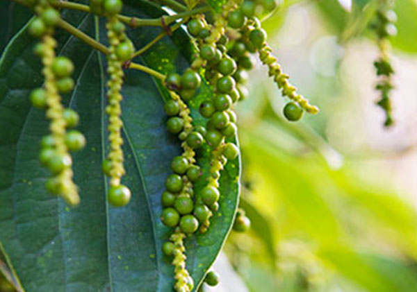 Pepper plantations in Cambodia